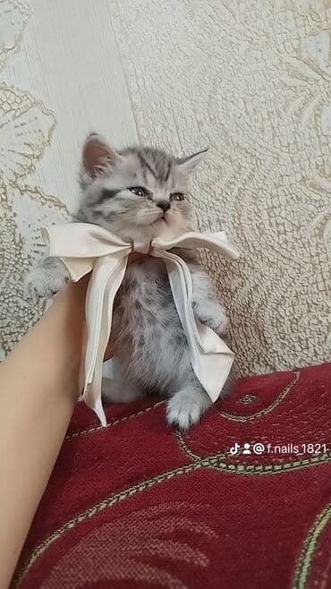 шиншилла котенок купить: Шиншилла, Самец, Самка, В добрые руки — 4