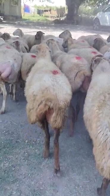 ev heyvanlarının satışı: Dişi, il: 1, Damazlıq, Pulsuz çatdırılma — 9