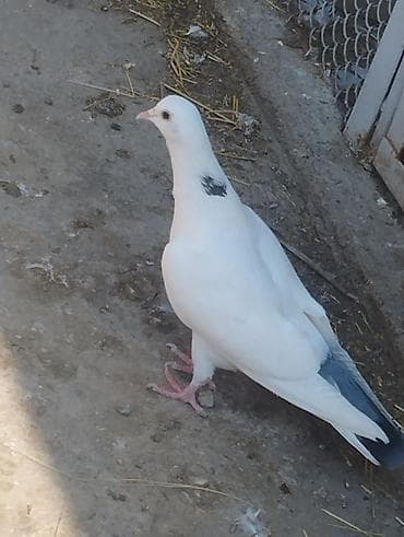 balaca pisik satisi: Salam təmiz qan ağ baş tam sağlam — 9