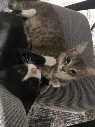 bala xaski: Erkək, Yaxşı əllərə, Ünvandan götürmə — 9