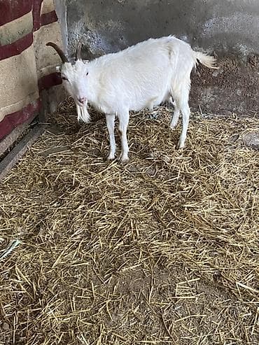 Собаки: Saneen 1 qarin dogub her gun 1 litr sud sagilir balasizdi — 3