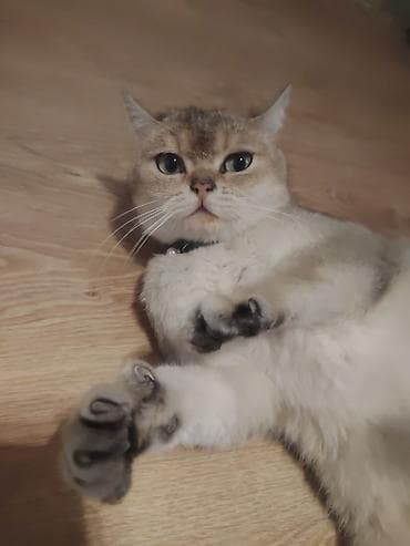 british pişik: Qızıl şinşilla, Erkək, Cütləşmə üçün — 2