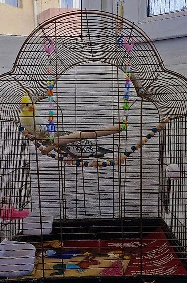 quslar type 1: Nimfa (cockatiel) cütlüyü və qəfəs dəsti Məhsulun tərkibi: - 2 ədəd — 1