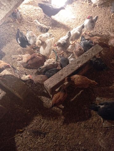 Volkswagen: Куриные цыплята, Для разведения — 4