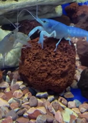 sani keci: Akvaryum üçün təbii lavalı daşlar - Material: vulkanik lava - Rəng — 1