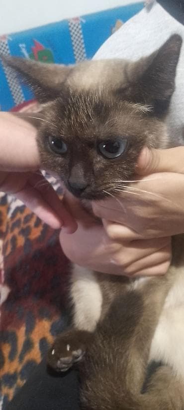 Akvariumlar: Siam — 2