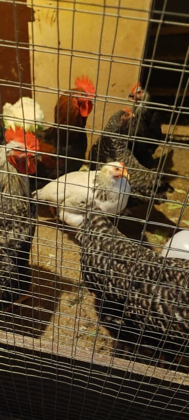 Inəklər, öküzlər: Xarkov toyuqlar satilir hamisi bir yerde 2 xoruz 5 fere 280 manat kom — 2