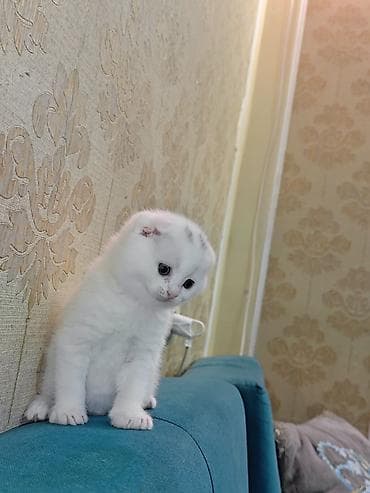 pisiklerin qiymetleri: Şotland, Erkək, Dişi — 5