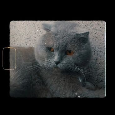 Şotland yastı qulaq, Erkək, Cütləşmə üçün lalafo.az -da Şotland yastı qulaq, Erkək, Cütləşmə üçün