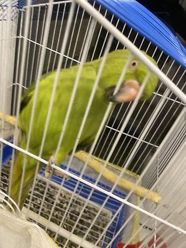 Tutuquşları: Məhsul: Tutquşu (yaşıl rəngli, uzun quyruqlu parrot) Təsvir: - Aktiv — 4