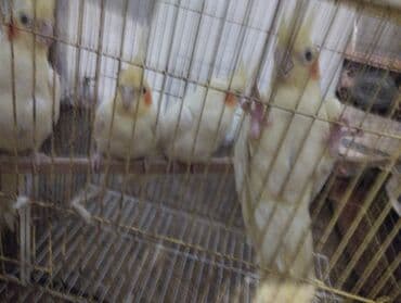 sultan tutuquşu: Məhsul: Nimfa (Cockatiel) tutuquşuları – ağ/sarı rəngli, yanaqlarda — 3