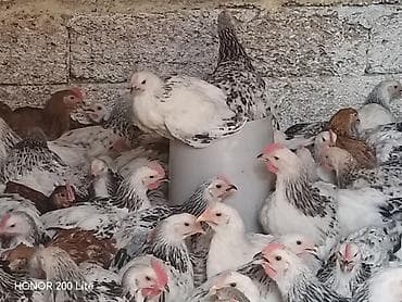 bildircin cucələri: 1.300 1.400Colpalar.Cadirilma mövcuddur.Sifaris ucun 070 377 00 12 — 2