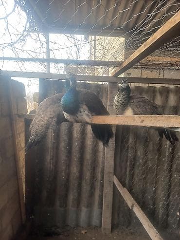 Птицы: Məhsul: Qırmızı-yaşıl-mavi parıltılı boyun və sinəyə malik tovuz — 2