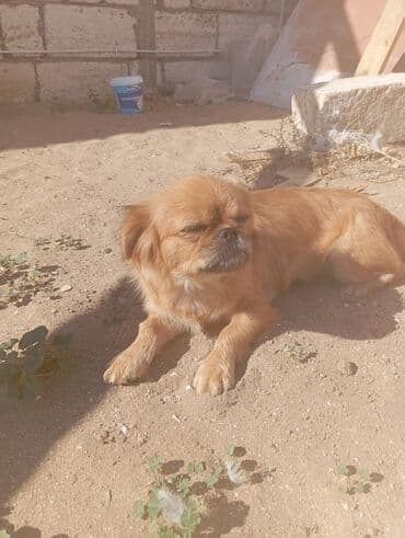 pekines balaları: Pekines, Dişi — 1