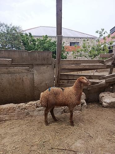 Qurbanlığa yarayır erkəylər kəsim üçün super quzulardı heyetde — 4