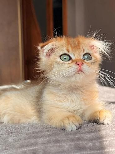 pişiylər: Şotland yastı qulaq — 5