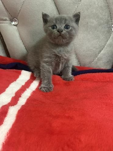 ev pisiyi: Boz tüklü, qısa tüklü balaca pişik balası - Rəng: vahid boz (blue/boz) — 2