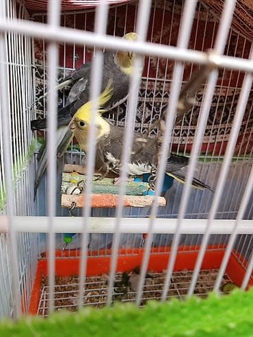 Karolla (sultan papağanı) quşlar erkey ve dişi her şey daxil yuvaları