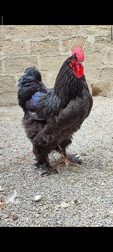 cins inekler azerbaycanda: Mayalı brama yumurtası. Şəkildə də göründüyü kimi iri, təmiz cins — 2