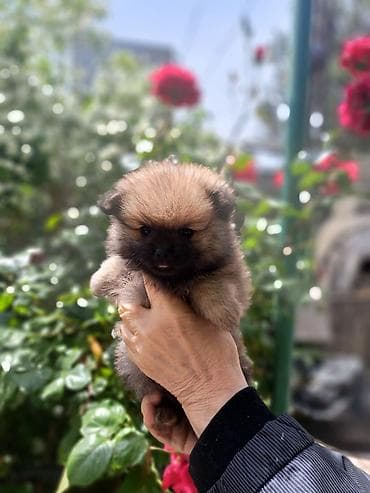 alman spitz: Şpitz, 2 ay, Dişi — 6