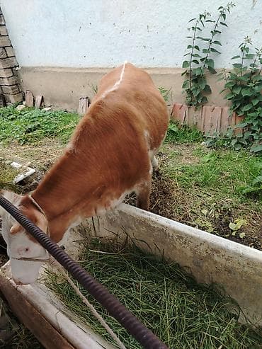 disi dana: Disi dana Rəng: Açıq qəhvəyi–ağ (baş tam ağ), bədəndə ağ ləkələr — 4