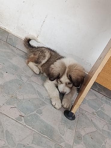 it ucun bellik: 2 ay, Erkek, Ünvandan götürmə — 3