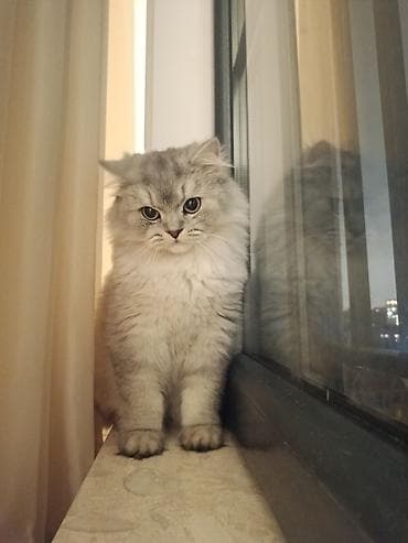 шиншилла кошка: Шиншилла, Самец, В добрые руки — 2