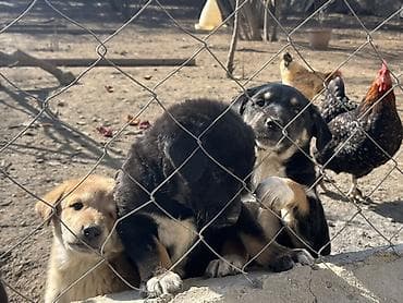 pitbul ıt: 2 ay, Erkek — 6