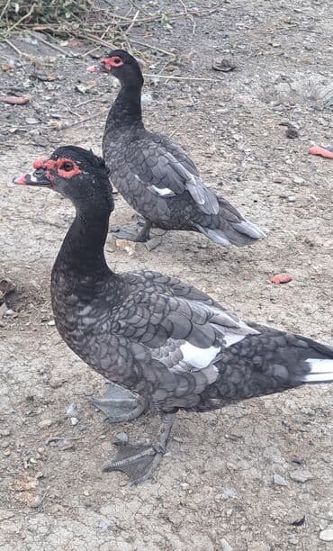 keci balasi satilir: Erkək, | Macar, Ətlik, Pulsuz çatdırılma — 3
