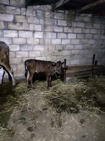 keçi dişi: Satılır: inək və buzov bir yerdə - Cins: yerli qarışıqlıq (qəhvəyi-ağ — 4