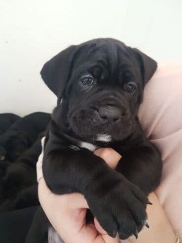 купить щенка чау чау: Kane-Korso, 2 ay, Erkek, Peyvəndli, Ödənişli çatdırılma — 5