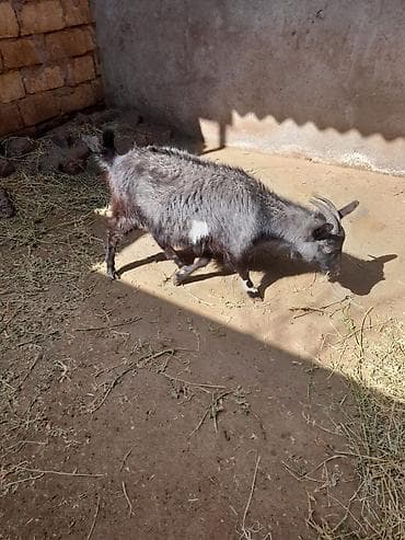 Dişi, il: 1, 30 kq, Damazlıq, Ünvandan götürmə