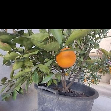 zoğal ağacı: Sitrus və xurma tingləri portağal mandalin ağaclar var vp yazın — 2