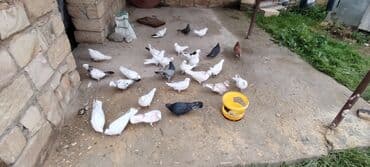 Грызуны: Salam aleykum herkese ALLAH hamının malına BERKET versin gördüyünüz — 5