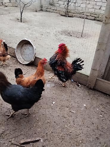 cins keci: Toyuq, Damazlıq — 3