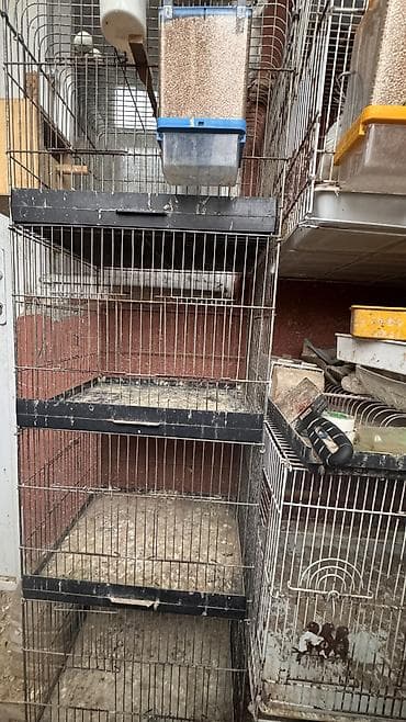 kreditle it satisi: Qəfəs 4 mərtəbəlidi idealdı amadin və papuqay saxlamaq mümkündür — 4