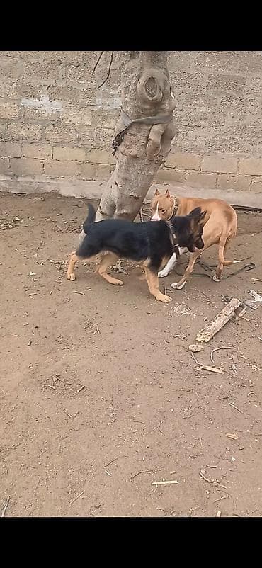 lalafo ev heyvanlari: Alman çoban iti, 5 ay, Erkek, Peyvəndli, Ünvandan götürmə — 2