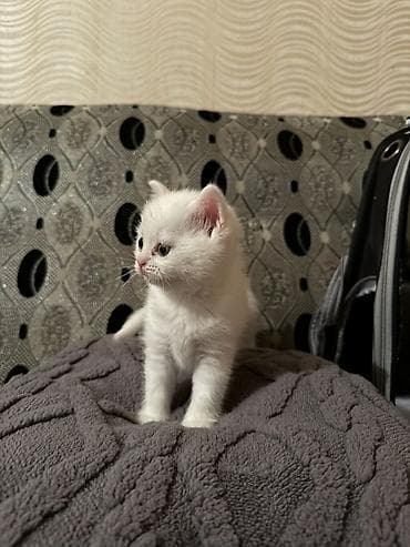 ag pisik sekilleri: Dişi — 4