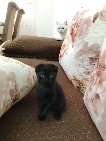 tuklu pişiklər: Şotland yastı qulaq, Yaxşı əllərə — 1