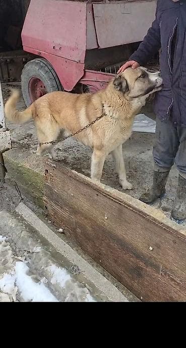 it adlari qiz: 1 il, Erkek, Peyvəndli — 6