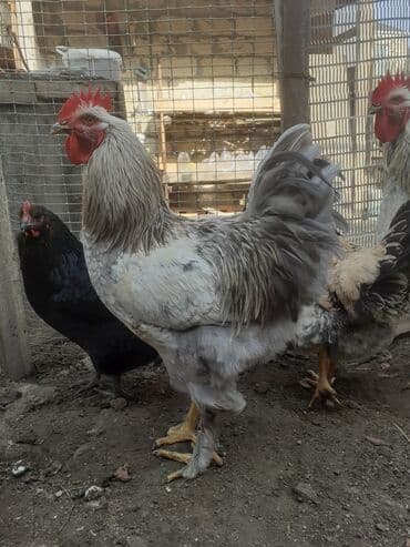 heyreti xoruz: Xoruz 35 azn .ceki 2kg. 700 gr. 055 880 85 29 — 4