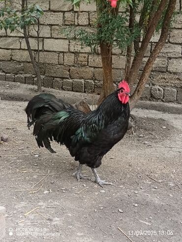 Xoruz, il: 1, Ödənişli çatdırılma