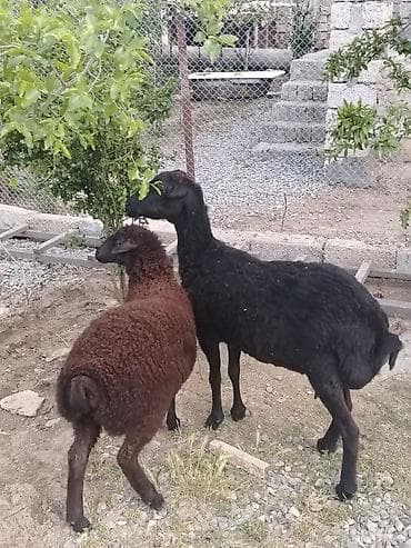 bala qoyun: Dişi, il: 1, Damazlıq, Ünvandan götürmə — 4