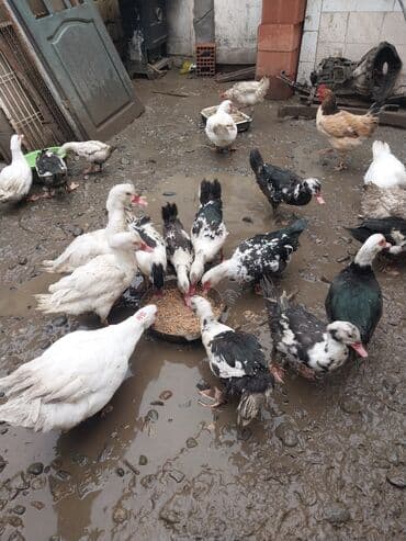 yumurta qoyan heyvanlar: Erkək, | Lal ördək, Ətlik — 8