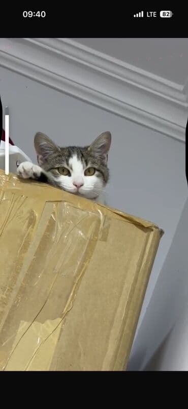 pişik üçün daraq: Dişi, Yaxşı əllərə, Ünvandan götürmə — 5