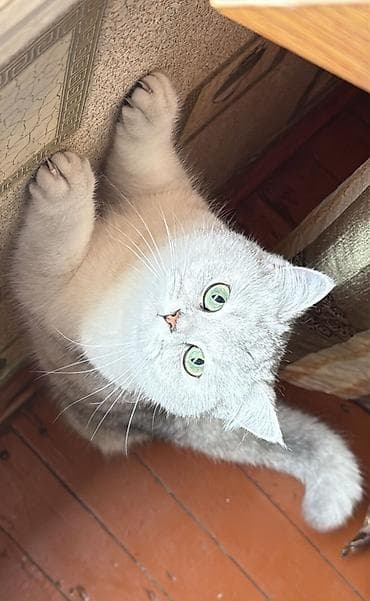 gence heyvan: Britan, Dişi, Yaxşı əllərə, Rayonlara çatdırılma — 4