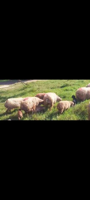 bakida cins ineklerin satisi: Dişi, il: 2, 50 kq, Damazlıq, Ünvandan götürmə — 8