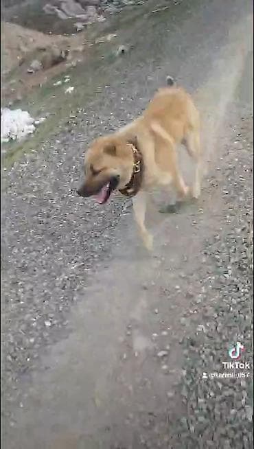 haski satilir: Yerli itdi heyvanla gəzir döyüşür şərait cəhətdən satılır — 2