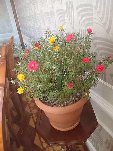 Otaq bitkiləri: Saksıdakı canlı Portulaka (moss rose) – çoxrəngli çiçəklər - Növ — 4