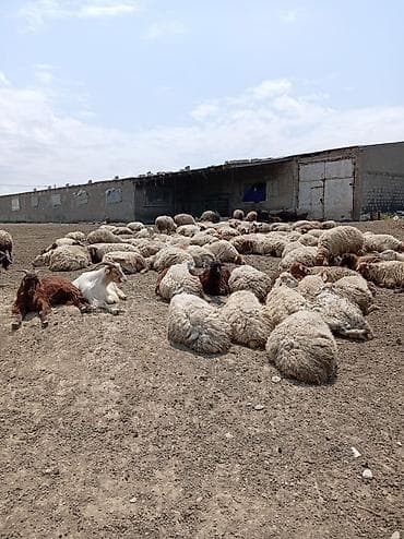 sud saqan: Öz saxladıqım heyvanlardı ləqv edirem deye satiram Real alıcıyla — 4